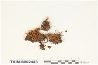 藏品(牛毛苔科)的圖片